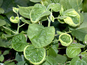 dicamba-cupped-leaves-ABUTH